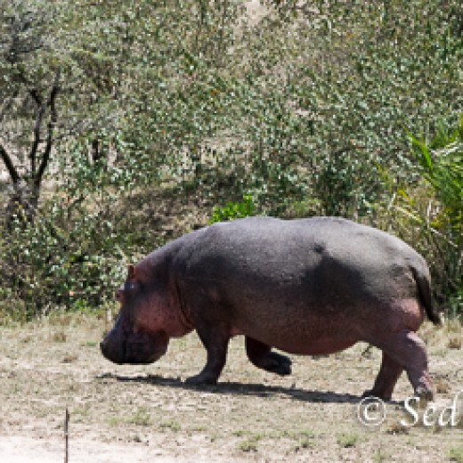 Hippo-8959-2.jpg   