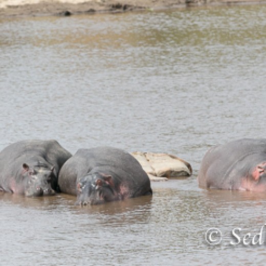 Hippo-8620.jpg   
