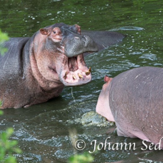 Hippo-9225.jpg   