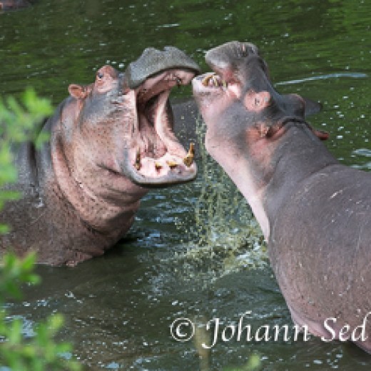 Hippo-9226.jpg   