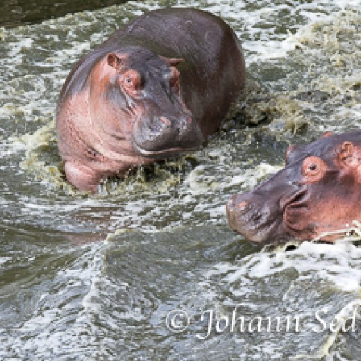 Hippo-9232.jpg   