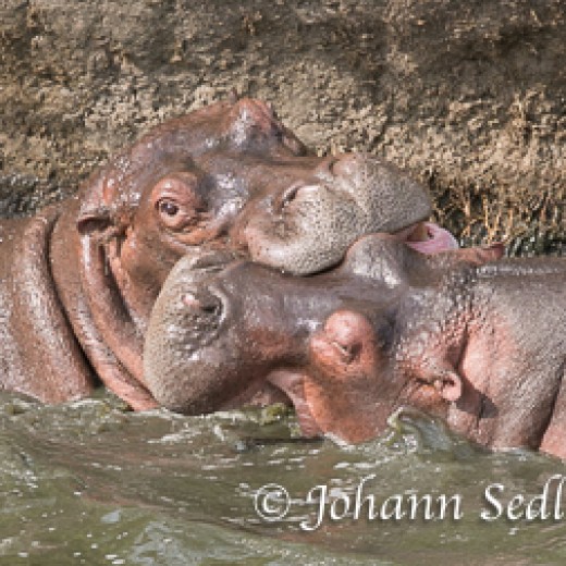 Hippo-9251.jpg   Hippo o. Flußpferd in der Serengeti - Tansania
Foto: © Sedlmayr - s8-foto.de 