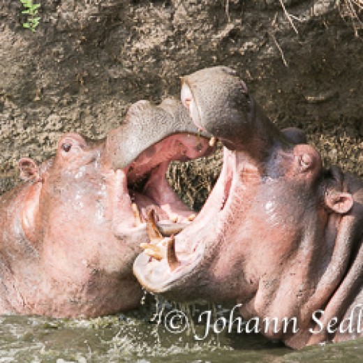 Hippo-9252.jpg   Hippo o. Flußpferd in der Serengeti - Tansania
Foto: © Sedlmayr - s8-foto.de 