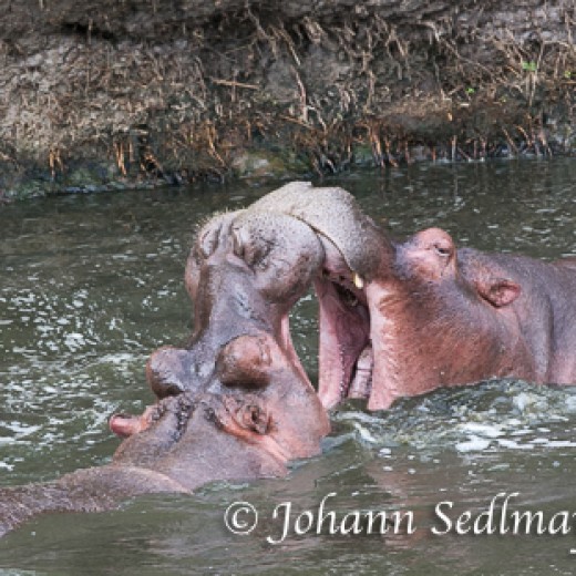 Hippo-9266.jpg   Hippo o. Flußpferd in der Serengeti - Tansania
Foto: © Sedlmayr - s8-foto.de 