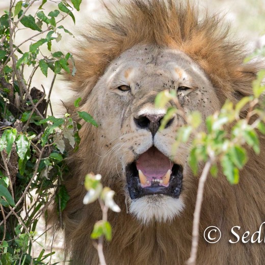 Löwen -8946-2.jpg   Löwe in der Serengeti - Tansania
Foto: © Sedlmayr - s8-foto.de 