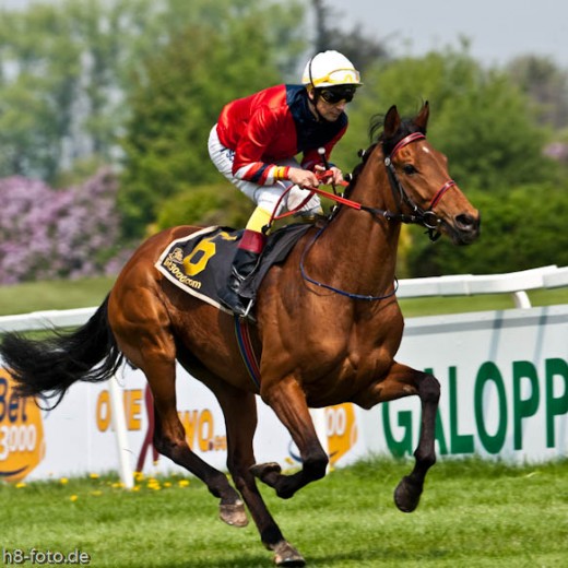 -6352.jpg   Galopprennen  in München - Riem
Pferderennen - Galopp - Pferde - Jockey
Foto: © Sedlmayr - s8-foto.de