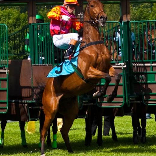 h8-1455.jpg   Galopprennen  in München - Riem
Pferderennen - Galopp - Pferde - Jockey
Foto: © Sedlmayr - s8-foto.de