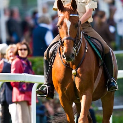 h8-1498.jpg   Galopprennen  in München - Riem
Pferderennen - Galopp - Pferde - Jockey
Foto: © Sedlmayr - s8-foto.de