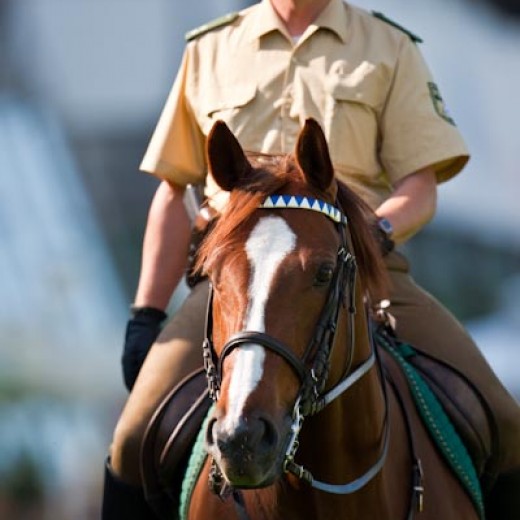 h8-1499.jpg   Galopprennen  in München - Riem
Pferderennen - Galopp - Pferde - Jockey
Foto: © Sedlmayr - s8-foto.de