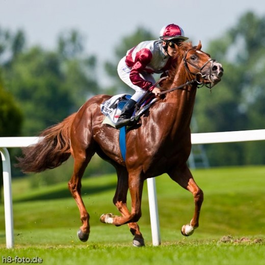 h8-1554.jpg   Galopprennen  in München - Riem
Pferderennen - Galopp - Pferde - Jockey
Foto: © Sedlmayr - s8-foto.de