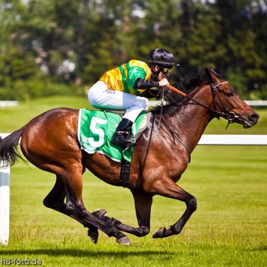 h8-1795.jpg   Galopprennen  in München - Riem
Pferderennen - Galopp - Pferde - Jockey
Foto: © Sedlmayr - s8-foto.de