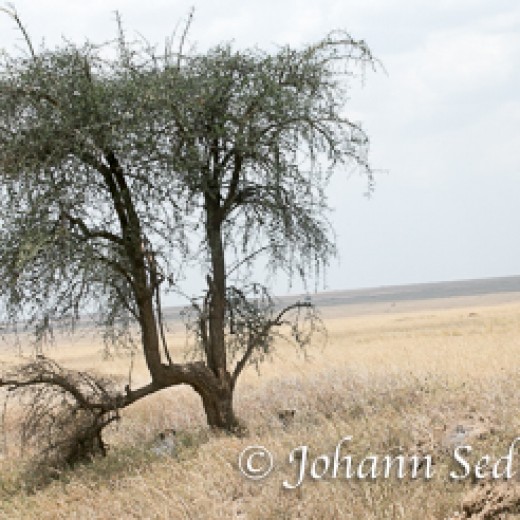Hippo-7456.jpg   Gepard in der Serengeti / Tansania       Foto: © Sedlmayr - s8-foto.de