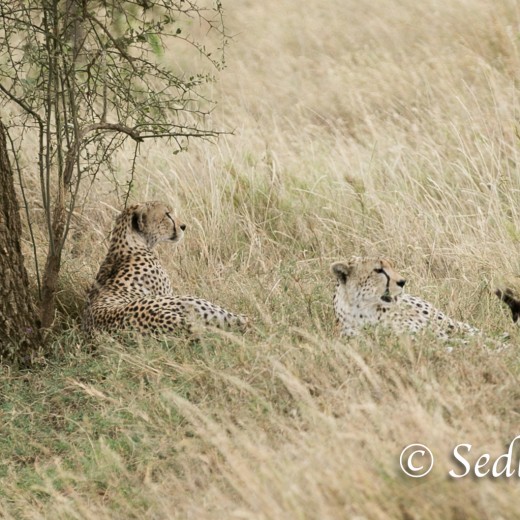 unbenannt-6904.jpg   Gepard in der Serengeti / Tansania       Foto: © Sedlmayr - s8-foto.de