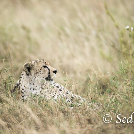 unbenannt-6905.jpg   Gepard in der Serengeti / Tansania       Foto: © Sedlmayr - s8-foto.de