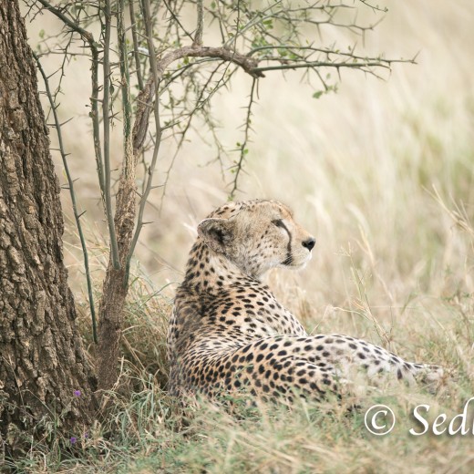 unbenannt-6907.jpg   Gepard in der Serengeti / Tansania       Foto: © Sedlmayr - s8-foto.de