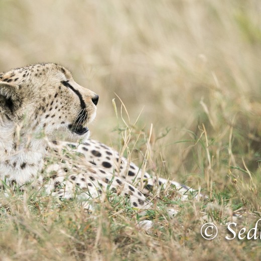unbenannt-6908.jpg   Gepard in der Serengeti / Tansania       Foto: © Sedlmayr - s8-foto.de