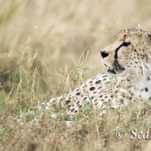 unbenannt-6909.jpg   Gepard in der Serengeti / Tansania       Foto: © Sedlmayr - s8-foto.de