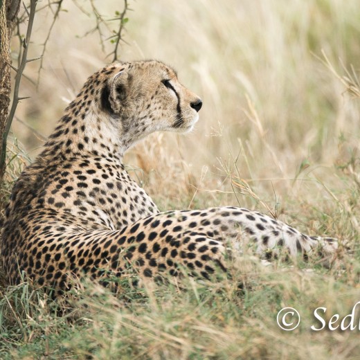 unbenannt-6910.jpg   Gepard in der Serengeti / Tansania       Foto: © Sedlmayr - s8-foto.de