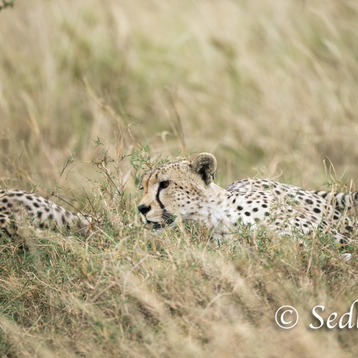 unbenannt-6911.jpg   Gepard in der Serengeti / Tansania       Foto: © Sedlmayr - s8-foto.de