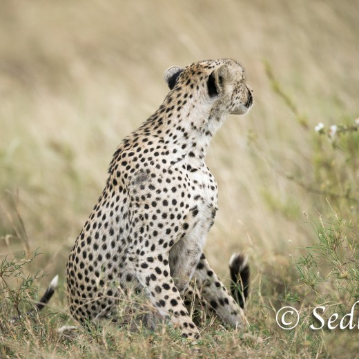 unbenannt-6913.jpg   Gepard in der Serengeti / Tansania       Foto: © Sedlmayr - s8-foto.de