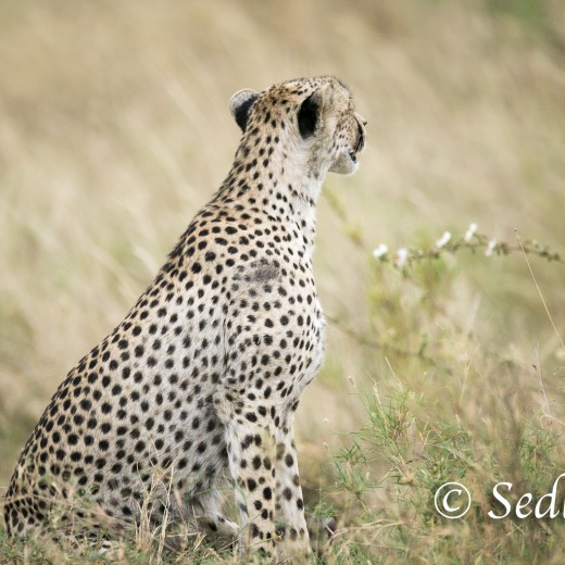 unbenannt-6914.jpg   Gepard in der Serengeti / Tansania       Foto: © Sedlmayr - s8-foto.de