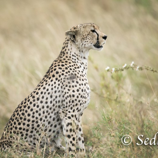 unbenannt-6915.jpg   Gepard in der Serengeti / Tansania       Foto: © Sedlmayr - s8-foto.de