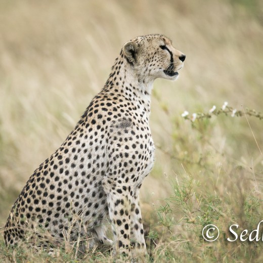 unbenannt-6916.jpg   Gepard in der Serengeti / Tansania       Foto: © Sedlmayr - s8-foto.de