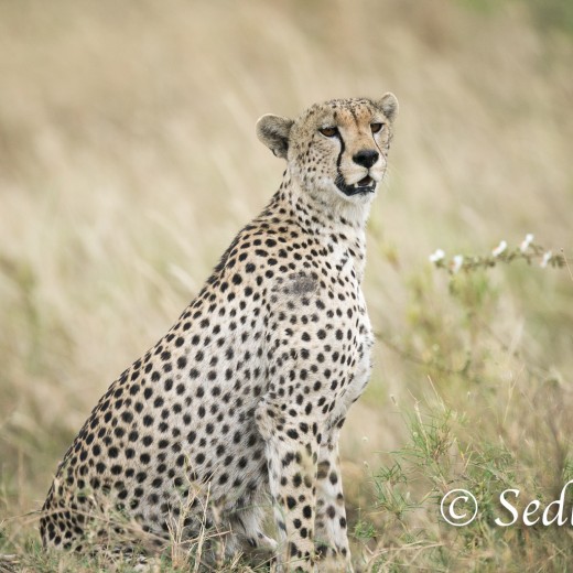 unbenannt-6917.jpg   Gepard in der Serengeti / Tansania       Foto: © Sedlmayr - s8-foto.de
