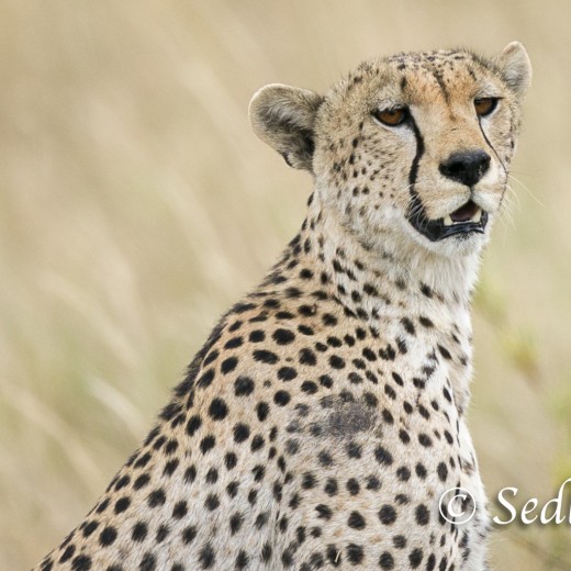 unbenannt-6918.jpg   Gepard in der Serengeti / Tansania       Foto: © Sedlmayr - s8-foto.de