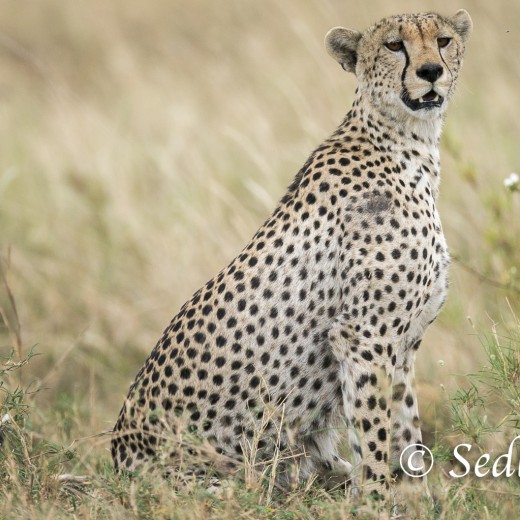 unbenannt-6919.jpg   Gepard in der Serengeti / Tansania       Foto: © Sedlmayr - s8-foto.de