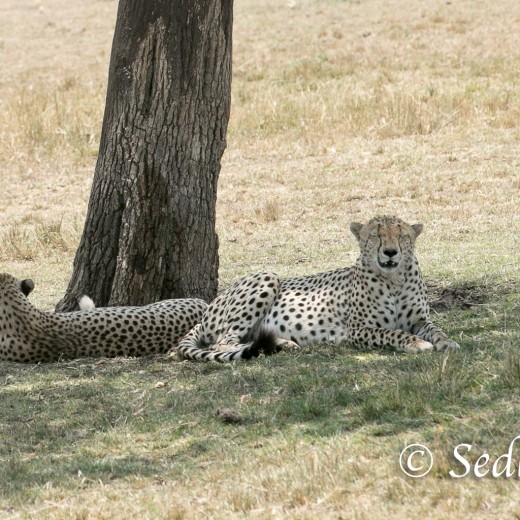 unbenannt-7167.jpg   Gepard in der Serengeti / Tansania       Foto: © Sedlmayr - s8-foto.de