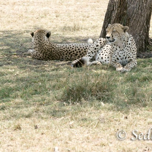 unbenannt-7168.jpg   Gepard in der Serengeti / Tansania       Foto: © Sedlmayr - s8-foto.de