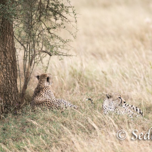 unbenannt-8416.jpg   Gepard in der Serengeti / Tansania       Foto: © Sedlmayr - s8-foto.de