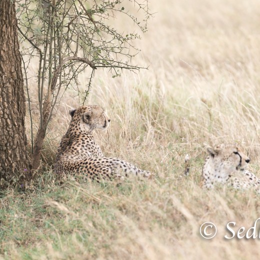 unbenannt-8417.jpg   Gepard in der Serengeti / Tansania       Foto: © Sedlmayr - s8-foto.de