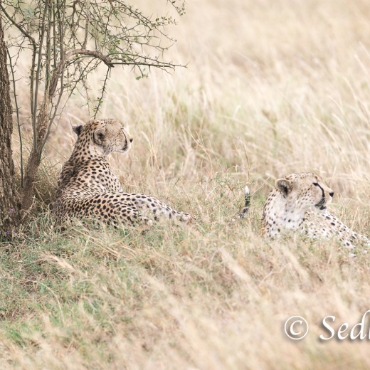 unbenannt-8418.jpg   Gepard in der Serengeti / Tansania       Foto: © Sedlmayr - s8-foto.de