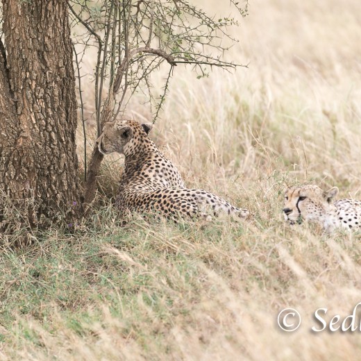 unbenannt-8419.jpg   Gepard in der Serengeti / Tansania       Foto: © Sedlmayr - s8-foto.de