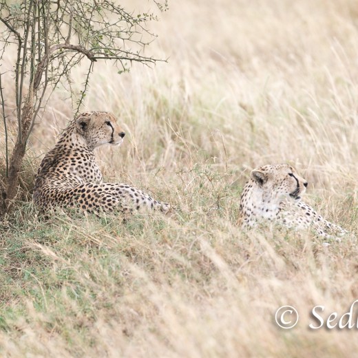 unbenannt-8420.jpg   Gepard in der Serengeti / Tansania       Foto: © Sedlmayr - s8-foto.de