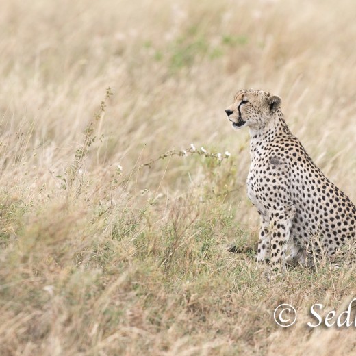 unbenannt-8421.jpg   Gepard in der Serengeti / Tansania       Foto: © Sedlmayr - s8-foto.de