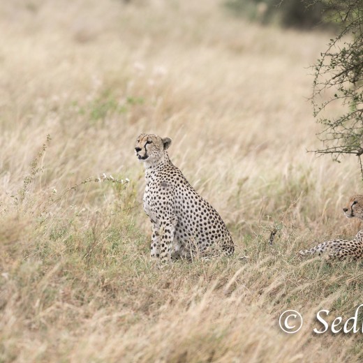 unbenannt-8422.jpg   Gepard in der Serengeti / Tansania       Foto: © Sedlmayr - s8-foto.de
