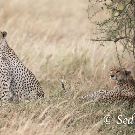 unbenannt-8423.jpg   Gepard in der Serengeti / Tansania       Foto: © Sedlmayr - s8-foto.de