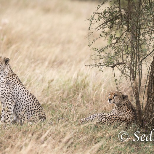 unbenannt-8424.jpg   Gepard in der Serengeti / Tansania Foto: © Sedlmayr - s8-foto.de