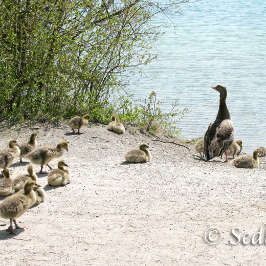 20210529-unbenannt-8390GÖNSE JPG.jpg   Gänsekinder (Gössel) im Wa