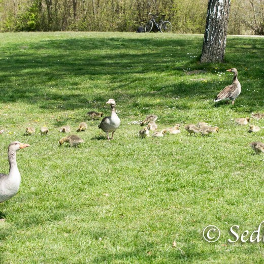Gössel-8376.jpg   Gänsekinder (Gössel) im Wa