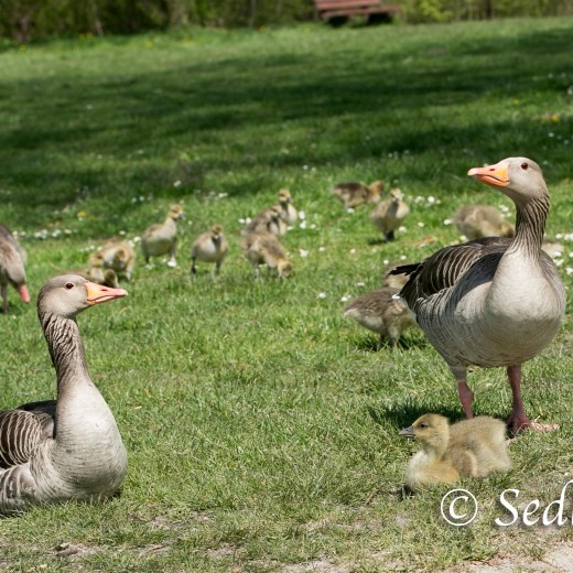 Gössel-8384.jpg   Gänsekinder (Gössel) im Wa
