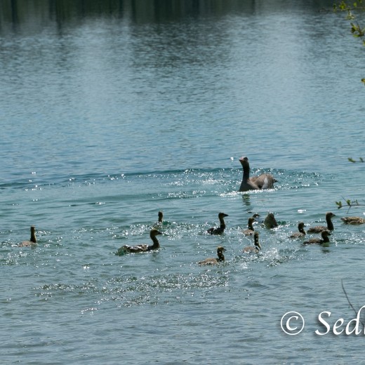 Gössel-8400.jpg   Gänsekinder (Gössel) im Wa<ldschwaigsee
Foto: s8-foto  - Johann Sedlmayr