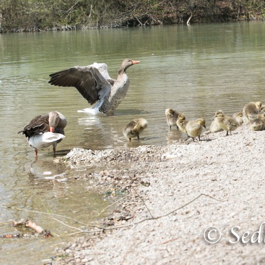 Gössel-8440.jpg   Gänsekinder (Gössel) im Wa<ldschwaigsee
Foto: s8-foto  - Johann Sedlmayr