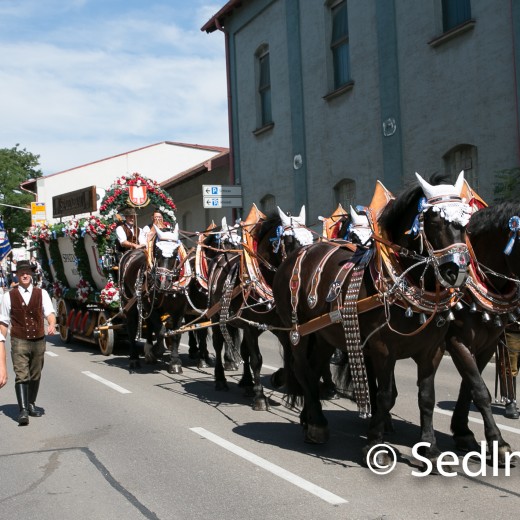 Volksfesteinzug 2022-2627.jpg   Dachauer Volksfest 2022
Einzug vom Rathaus zum Volksfest