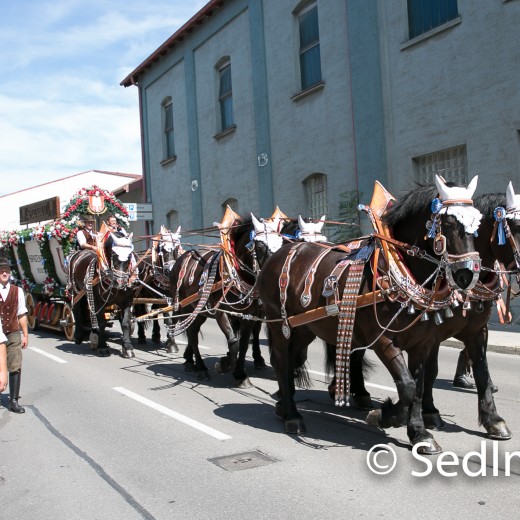 Volksfesteinzug 2022-2628.jpg   Dachauer Volksfest 2022
Einzug vom Rathaus zum Volksfest