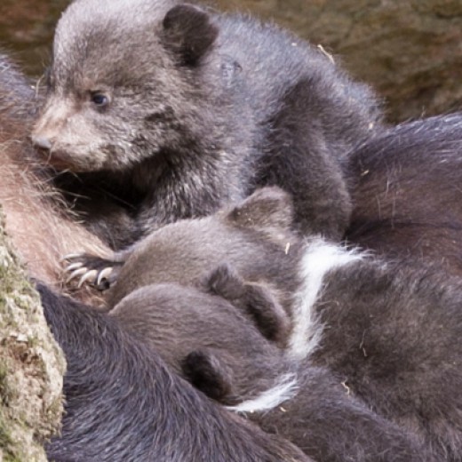Bär-Drilling-2643.jpg   