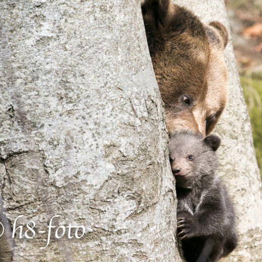 Bär-Drilling-5241.jpg   